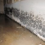 The Dangers of Mold in Basements: Protecting Your Home and Health